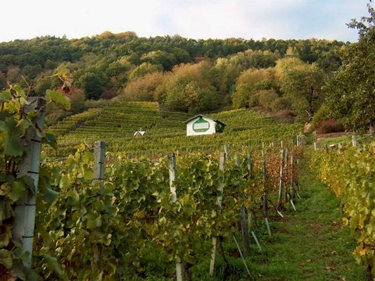MENZINGA WEIN URSPRUNG