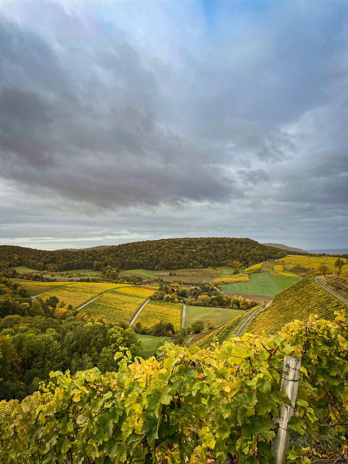 Winzerabend Fürstlich Castell’sches Domänenamt - VDP Weingut Weinverkostung aus 1. Hand in München 27.02.2026