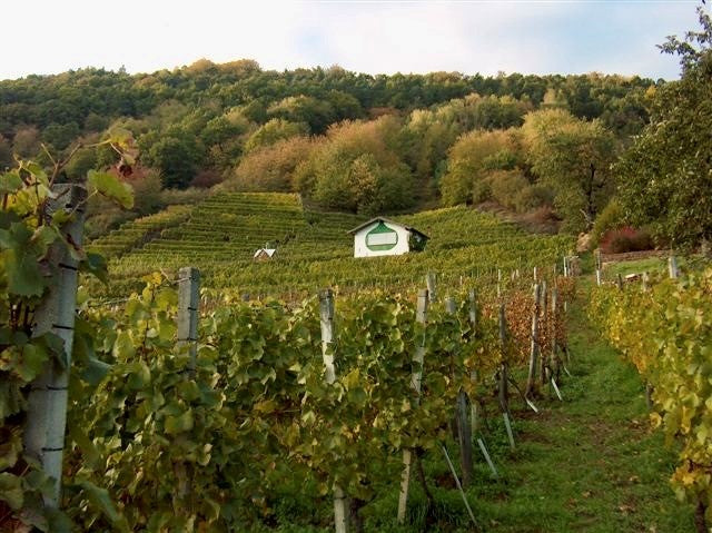 MENZINGA WEIN URSPRUNG