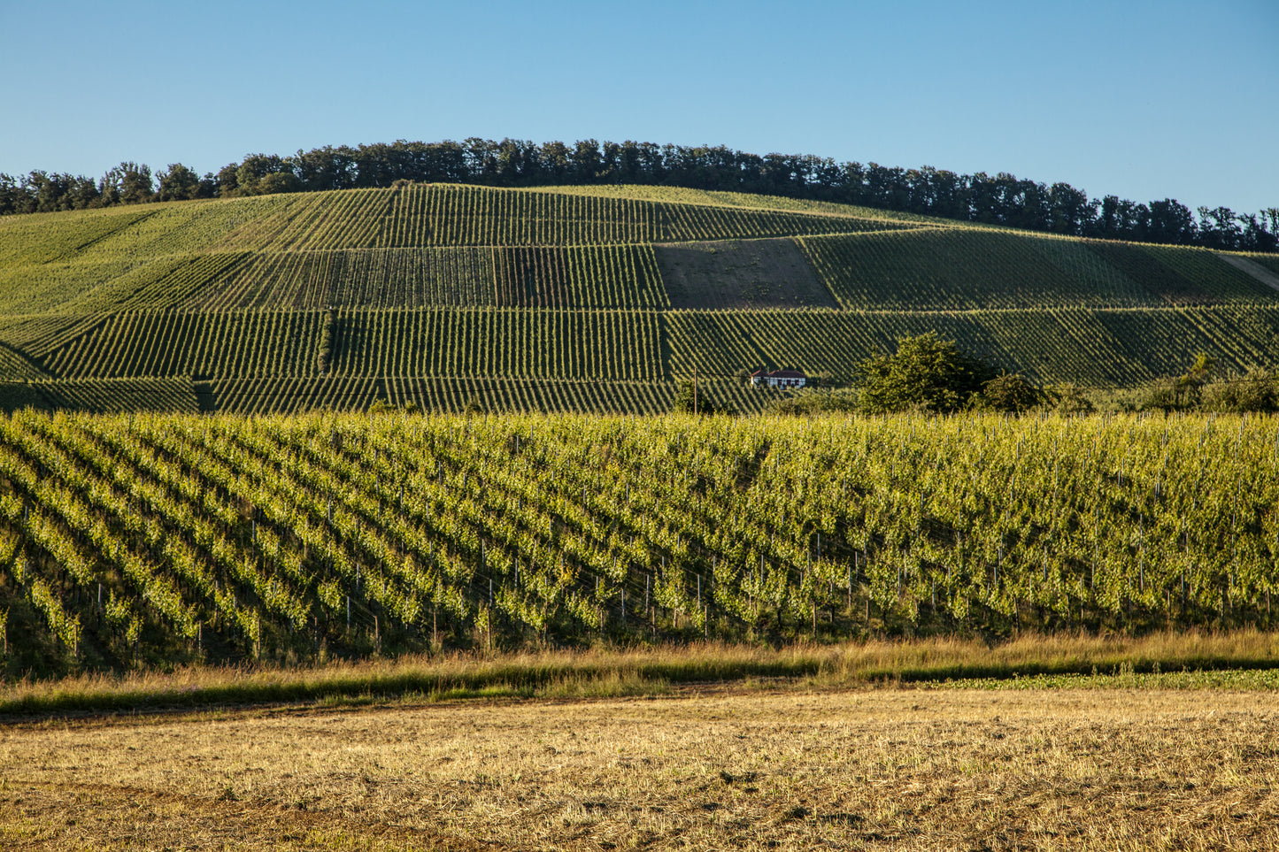 Winzerabend mit Graf Adelmann - Weinprobe aus 1. Hand am 21.11.